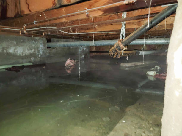 Best Professional water damage repair  in Randolph, WI
