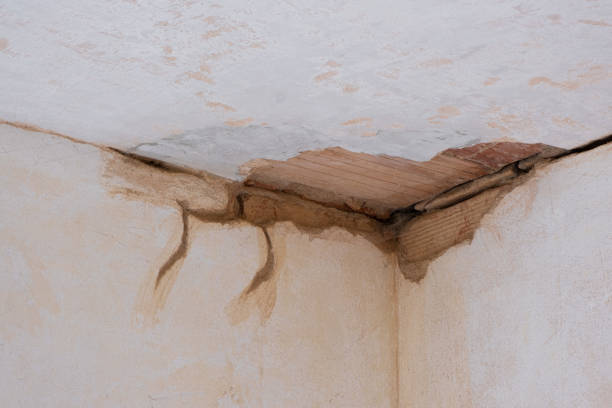 Best Water damage restoration mold remediation  in Randolph, WI
